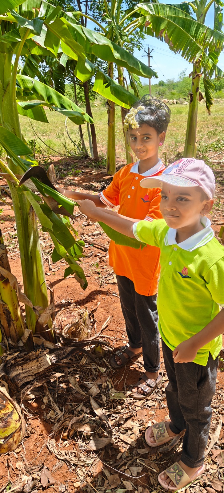 Students examining banana plants outdoors during Nature Time